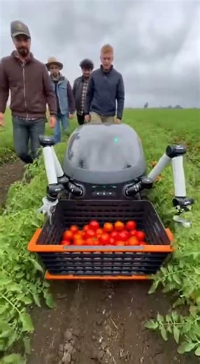 Faster Than 10 Humans! Watch This Incredible Robot Harvest! 🚀🌾