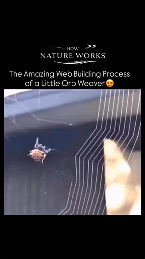 How nature workz on Instagram: "The Orb-weaver spiders create circular webs made of silk proteins secreted from their spinnerets. These webs act as energy-efficient traps, using minimal silk to cover a large area for catching flying insects. The spiral design distributes tension evenly, keeping the web stable in wind or impact. This behavior shows adaptive evolution-the spider optimizes structure, energy use, and hunting success in its ecosystem. #spider #boostmyreels #exploremore #viral #reachm