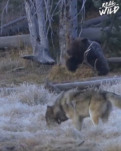 5.7M views · 51K reactions | A pack of wolves in Yellowstone have made a kill which has now been claimed by a bear. Who will win when a wolf pack and a bear collide? | Real Wild | Facebook