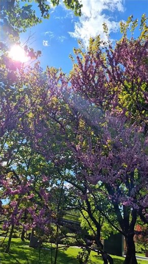 Arboles del amor florecidos #bloomingnature #peacetotheworld