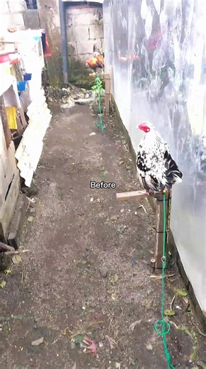 Understanding Bantam Chickens and Backyard Breeders