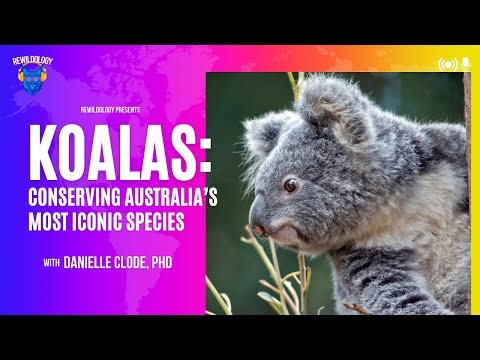 Koalas: Conserving Australia’s Most Iconic Species with Danielle Clode, PhD (Ep 129)