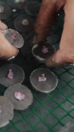 Coral Gardeners on TikTok