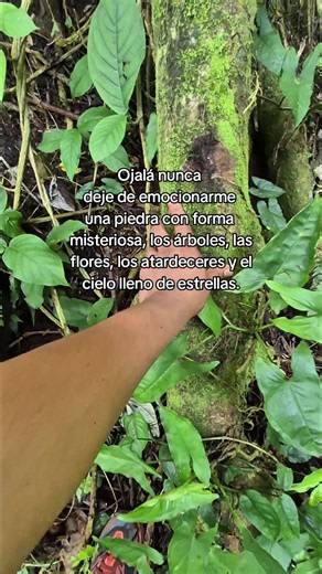 #nature #naturelover #naturaleza #arboles #fypage | nature