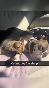 Cat and dog friendship 🥹💚 #kitten #funny #funnycat #funnypets #funnyanimals #funnycatsoftiktok #cutecat #cutecat #catlover #catsoftiktok #cats | FunniesPets