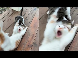 Laughing Out Loud With Hilarious Derpy Cat Moments – Synth Groove #37