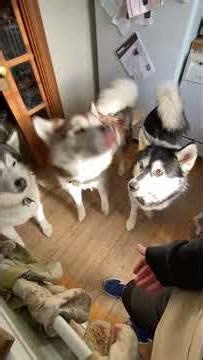 Malamute Sharing Protocol: How We Divide Banana Buckwheat Pancakes Fairly #malamutelovers