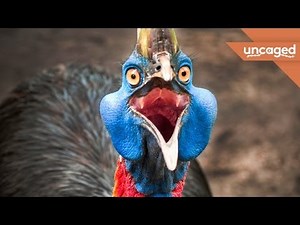 The Most Terrifying Bird On The Planet