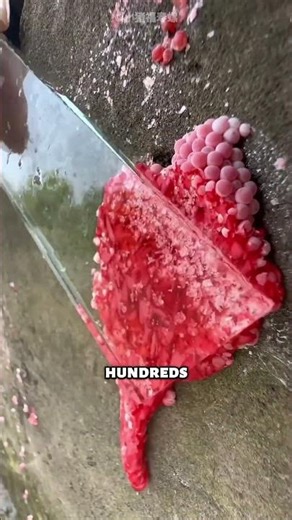 Don’t Touch These Pink Eggs 😳