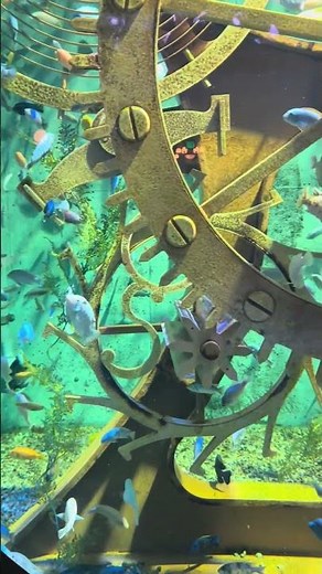 Massive 10,000 Gallon African Cichlid Tank