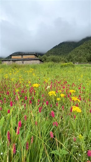 Wow: Amazing Flower Heaven Of Nepal From Dhorpatan Hunting Reserve..!! ❤️🙏 📷:@KB Gharti Magar https://www.nepalguideinfo.com #everyonefollowers #everyonehighlights #nepalplanettreks #dhorpatan #nepalguideinfo #explorepage #explorereels | Nepal Mountain Guide Team