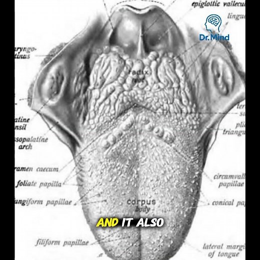 The Function of the Tongue