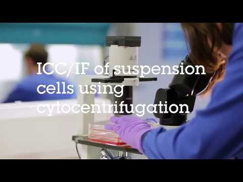 ICC/IF of suspension cells using cytocentrifugation video protocol