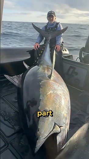 How to Preserve a Massive Tuna