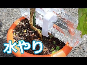 シンプルで実用的 水やりペットボトル