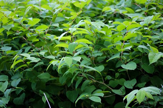 Does Homemade Vinegar And Epsom Salt Weed Killer Work—Or Is It A Myth?