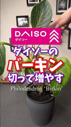 Cut and grow Daiso's Birkin! How to get variegated plants. Philodendron 'Birkin' cutting #Daiso #...