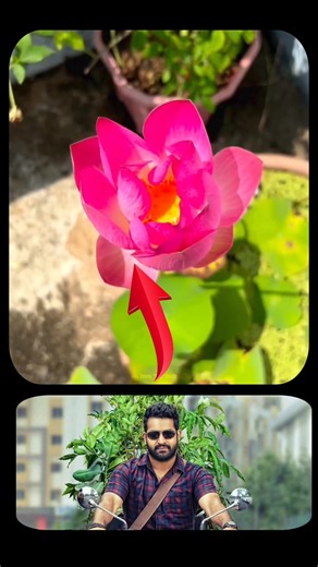 🤩Lotus Seeds for Plantation at Home Easily