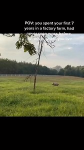 78K views · 4.5K reactions | Buttercup is one of the lucky few, but for every other Buttercup that never got the chance to be saved, we’ll keep fighting for the rest of our lives. Always for the animals… | Ziggy's Refuge Farm Sanctuary | Facebook