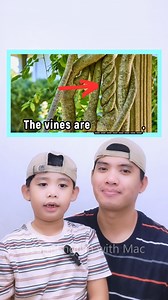 1.2M views · 17K reactions | Learning English with a 4-Year-Old #English #englishlearning #englishlanguage #englishvocabulary #englishgrammar #englishonline #englishtips #IELTS #TOEFL #TOEIC #ingles #tefl #EFL #tesol #esl #learnenglish #vocabulary #englishvocabulary | Learn English with Mac | Facebook