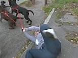 Moment owner is thrown to the ground by unruly pet labradors