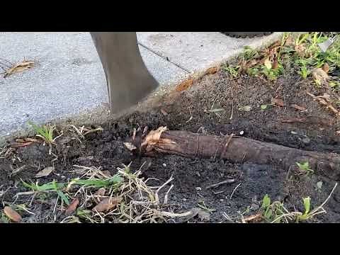 Removing roots growing under the sidewalk | BROOT BAR
