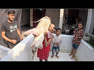 Unbelievable Giant Fish Aquarium Cleaning! #fishtank #aquarium