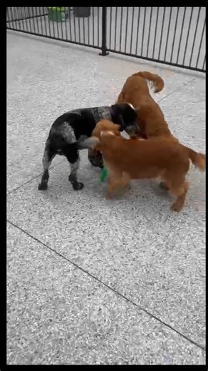 Our bootcamp starts with meeting our most neutral dogs to help build confidence. Bennett's looking happy and confident today! | The Canine Classroom