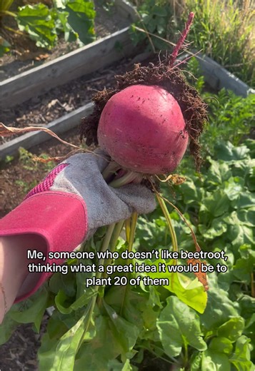 Growing Beetroot: A Beginner's Guide to Delicious Harvests