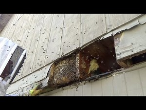 The ideal location for a feral bee hive.