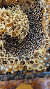 Their brood is like a wave 🤩 🌊 Checking on some of my Austroplebeia australis hives. Time for a honey super on these girls 🤩 Australian native stingless bees #beesofinstagram #australia #trendingreels #viral #bee #Amazing #beautiful #beekeeping #beekeeper | Urban Native Bees