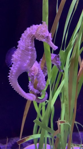 Seahorse Swimming Rituals and Dances