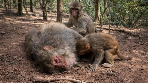 Funny baby monkey keeps bothering mom