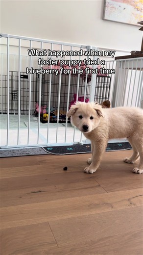 Pebble’s little noggin was blown Does your dog like blueberries? 🫐 #fosteringsaveslives #adoptorshopresponsibly #fosterpuppy #pyreneespuppy