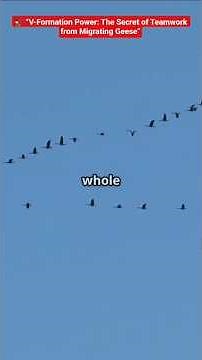 🦅 “V-Formation Power: The Secret of Teamwork from Migrating Geese”#inspiration #geese#migration