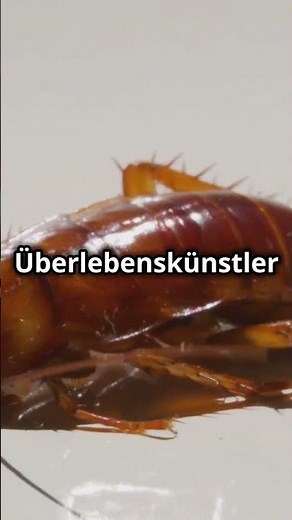Kakerlaken und ihre krassen Überlebensfähigkeiten: Unglaubliche Fakten!🪳 #erstaunlich #wissen #facts
