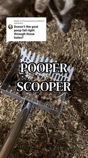 Replying to @PawsomerescueMom the holes aren’t as big as they look! They scoop the goat poop without any nuggets falling through🐐💩 @STEELNOVA1 #pooperscooper #goats #farmanimals #stainlesssteel #cleaning