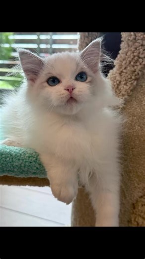 Beautiful Ragdoll Kitten with Stunning Blue Eyes