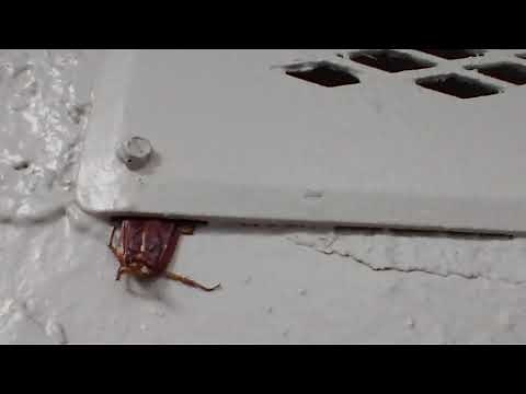 American Roaches Only Need This Much Gap To Get Into Your Home