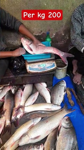 FISHING VIDEO YOUTUBE #SHORT #VIRAL#FISH#FISHSELL