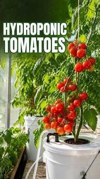How to Grow Hydroponic Tomatoes at Home | Seed to Harvest