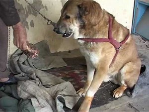 Dog fighting makes a comeback in Afghanistan