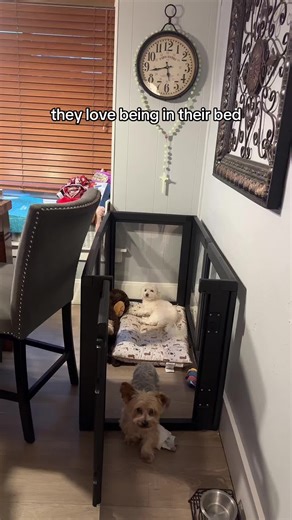 #foryoupage #follow #fyp #maltese | maltese