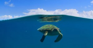 Barack Obama es el narrador de una bella nueva serie documental de Netflix - La Cuarta