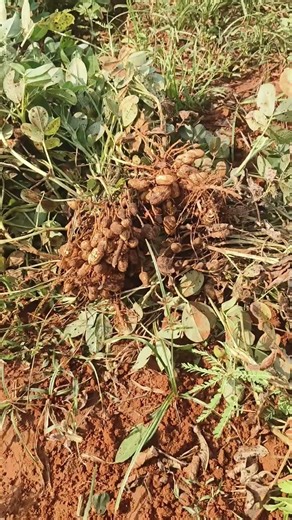 Ground nut/వేరు శనగ కొస్తున్నాం #groundnutcultivation #agricultural #farming