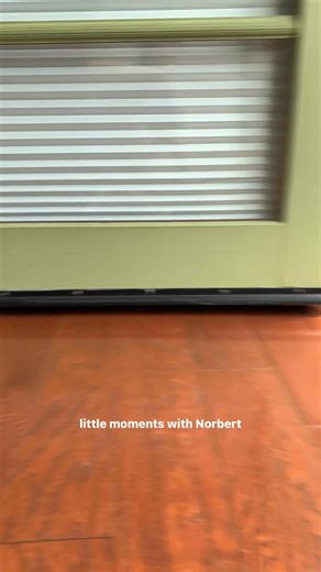 too cute for words 🤍 | Norbert