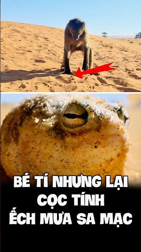Ếch Mưa Sa Mạc: Hình Dáng Kỳ Lạ và Sinh Sống Thú Vị - Amazing Desert Rain Frog