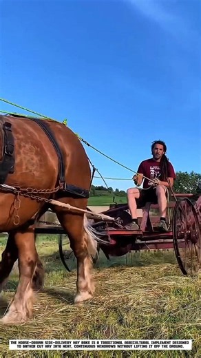 How a Horse-Drawn Hay Rake Creates Perfect Windrows