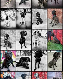 4.1K views · 94 reactions | AZ Mastiff Rescue dogs at our rescue...