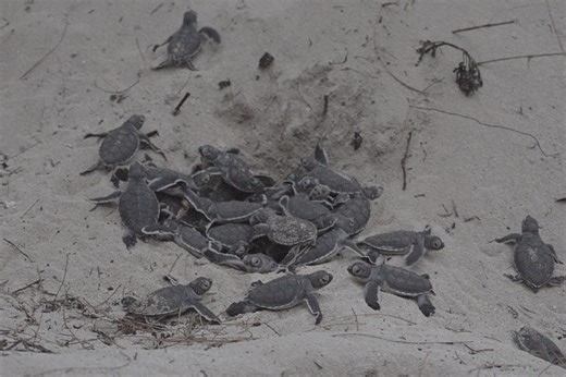 “This is what a turtle eruption looks like – wait till the end!" | Discover Wildlife